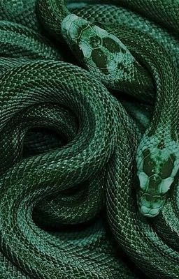 Scorpius' Photo Album