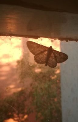 (SeanKeo) 20 năm một chuyện tình có lẽ