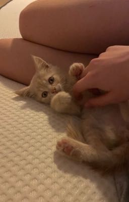 seongsi ❘ bullying.