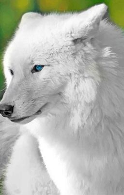 Silent Paws