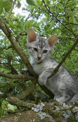 Silverkit's Destiny