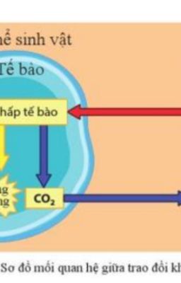 [SL] SỰ CHUYÊN CHỞ O2 VÀ CO2