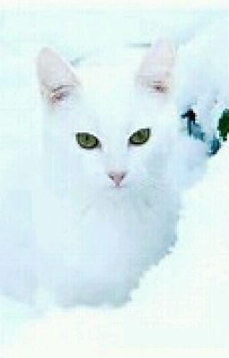 Snowclan warrior cat OC' s
