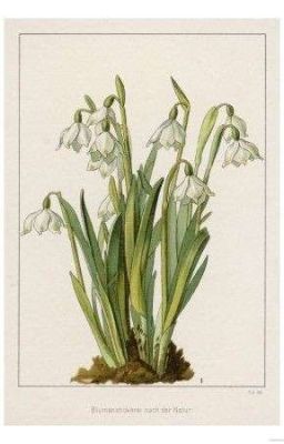 snowdrop ( poetry )
