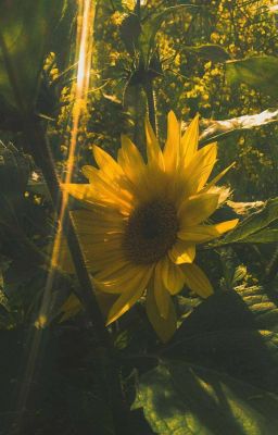 Solthorn | khoảnh khắc.