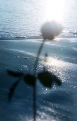 sonbinh • Rễ Cỏ Và Mây Trời