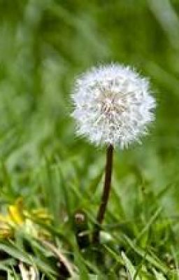 [Song tính/Thô tục] Chỉ muốn làm công nhưng lại có tao bức