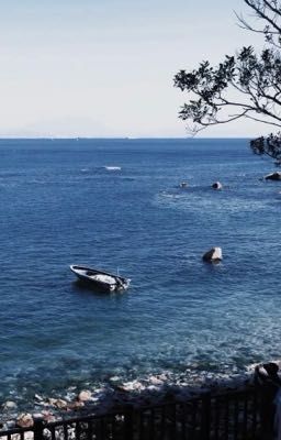 sonknegav | mèo cưng