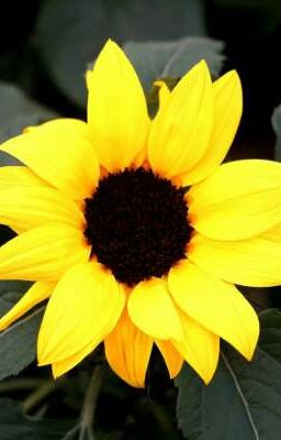 Sun Flower 