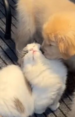 [tbtn] bao tiền một mớ tình duyên?