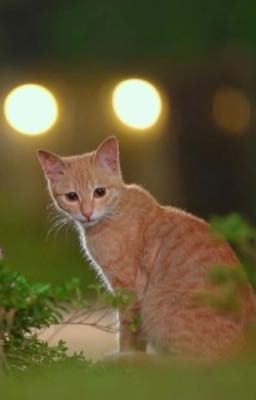 TBTN: Gia Đình HAHA - Những Ngày Trời Bao La
