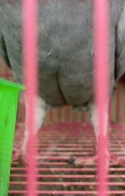 [textfic] bóng chuyền hay bóng chuyền?