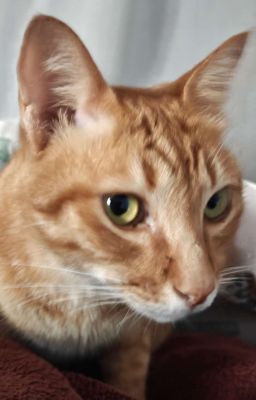 Thất Ôn Luân Hãm