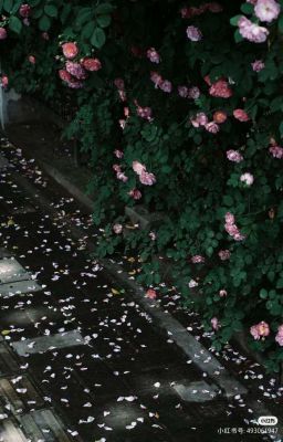 The Ashen Bloom ( Bông hoa nở giữa tro tàn )