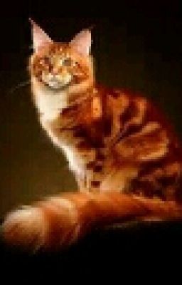 Thunderclan Warrior cat OC' s