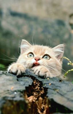 [ Tinh Kiệt ] Nhật Ký Nhặt Chồng 