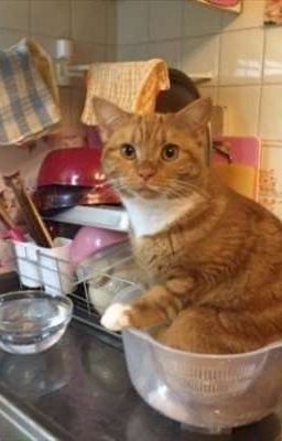 TodoBaku: Instagram.