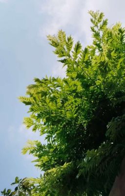 Tôi Là Vì Sao Nhỏ Bé Của Anh Ấy