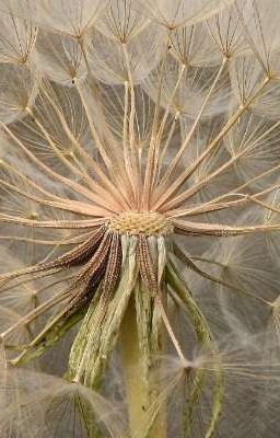 Tragopogon, Anh Và Em