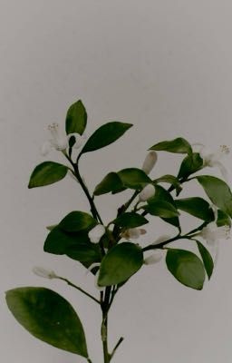 [trans] mười dặm khói mưa