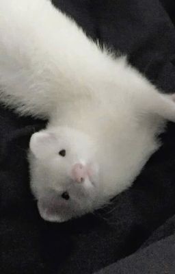 [TRANSLATE]  Yêu cầu | Draco Malfoy