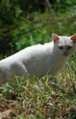 tribe warrior cat OC' s