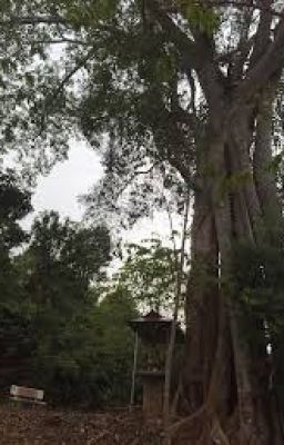 Truyện Ma Cây