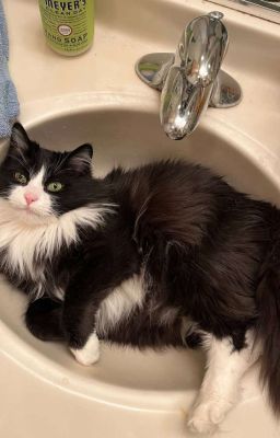 vicho • đợi lâu lợi đâu