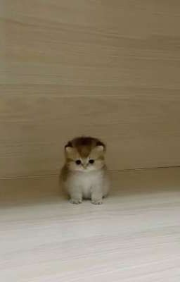 vicho | vợ bầu phải chăm