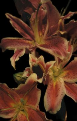 [VKook] _ Ngược Chiều Gió