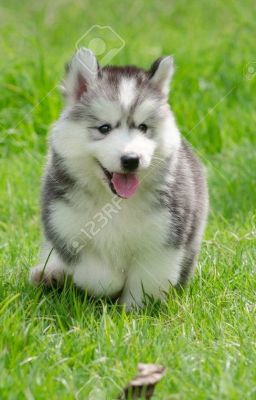[Võng du] Xoay chết chú Husky