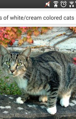 Warrior Cats Name Generator