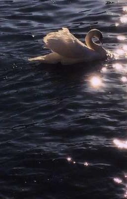 white swan