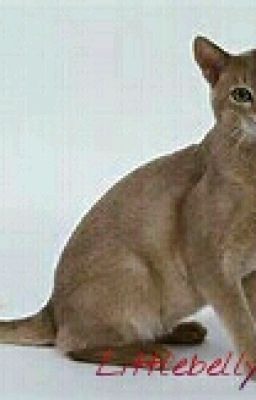 Windclan warrior cat OC' s 