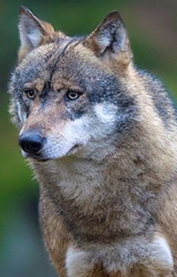 Wolf Role Play 