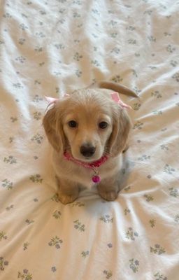 woolong ; dưới làn nước tĩnh