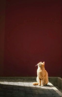 [written | wonhui] Sinsoledad