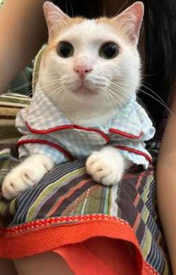 Xem ảnh: Hắc hóa giá trị thanh linh trung