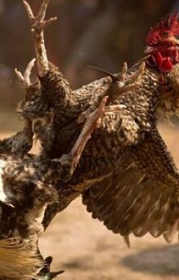 Xem lại đá gà Thomo ở trang nào chuẩn và không bị giật lag