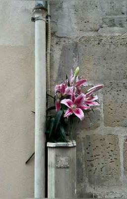 zeuvi | Sao ông trời