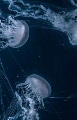 ౨ৎ𝘈𝘭𝘭𝘤𝘰𝘶𝘱𝘭𝘦𝘵ô𝘪𝘵𝘩í𝘤𝘩౨ৎ