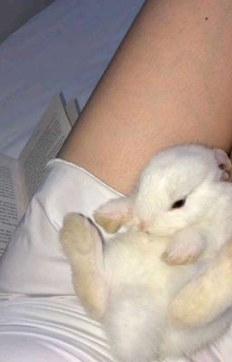 ᝰ.ᐟ peanut x doran ᡣ𐭩 his bunny 