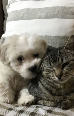 ℕ𝕙𝕠́𝕔 𝕣𝕒̆́𝕔 𝕣𝕠̂́𝕚 💢