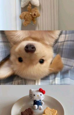 𝐚𝐥𝐥𝐜𝐡𝐨𝐯𝐲 | ngủ ngon nhé vợ tương lai