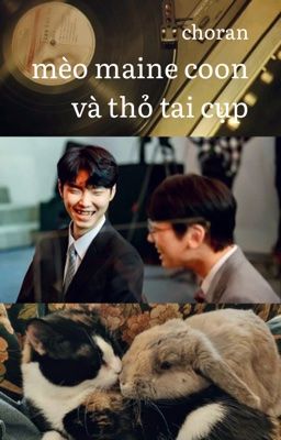 𝐜𝐡𝐨𝐫𝐚𝐧 ❀ mèo maine coon và thỏ tai cụp