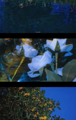 𝒈𝒖𝒓𝒊𝒂; cõi phù sinh một lần gặp gỡ