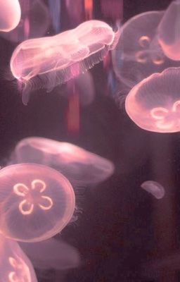 𝓞𝓷𝟐𝓮𝓾𝓼| dmt.