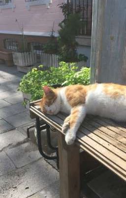 ⋆˚꩜｡ 𝙽𝚞𝚜𝚕𝚎𝚒 ۶ৎ₊˚⊹⋆ 𝐞𝐯𝐞𝐫𝐲𝐝𝐚𝐲 𝐬𝐭𝐨𝐫𝐲